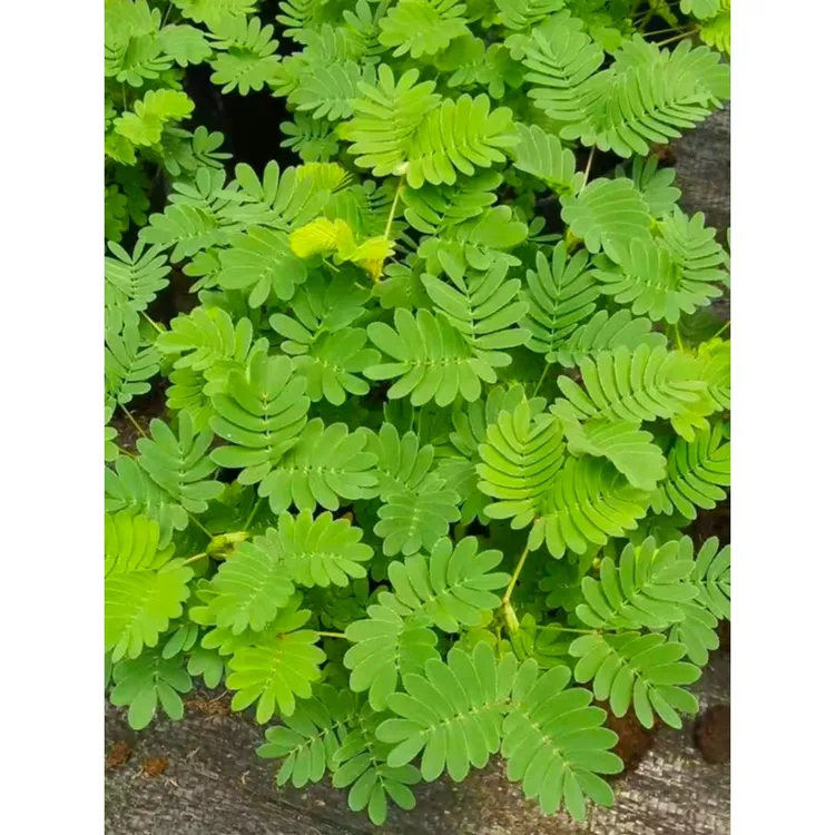 含羞草盆栽植物室内儿童趣味绿植小盆栽办公室害羞草窗台小型植物