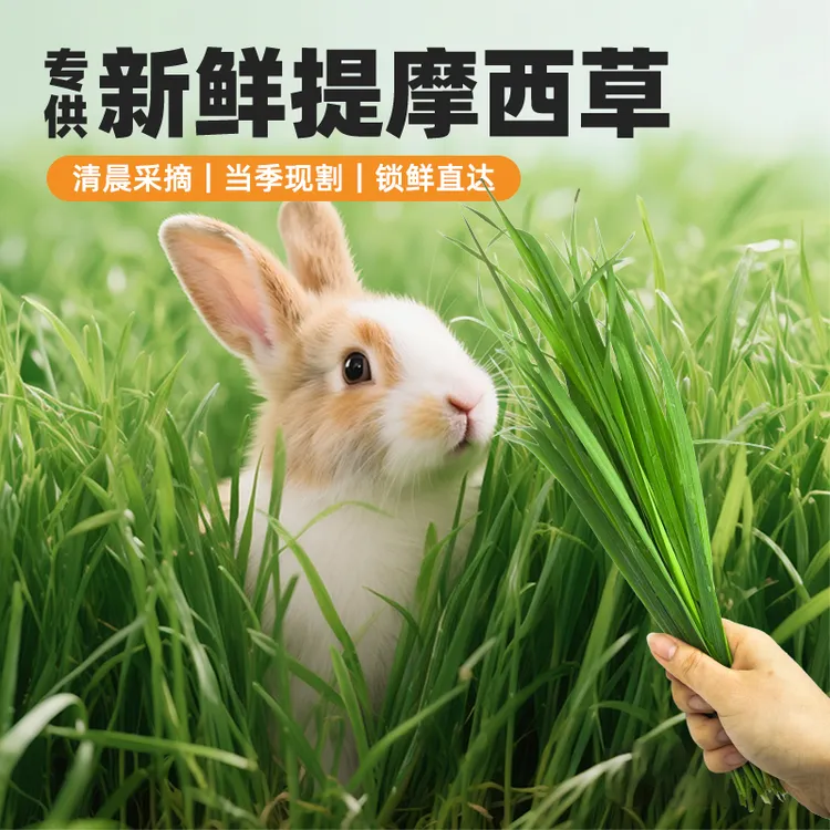 新鲜提摩西草兔子草北提龙猫荷兰猪提草现割现发兔子食用草1kg