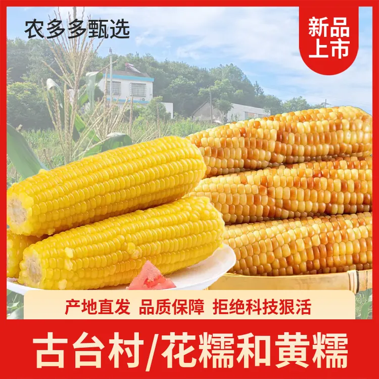 古台特产花糯黄糯玉米香甜软糯蒸煮代餐早餐