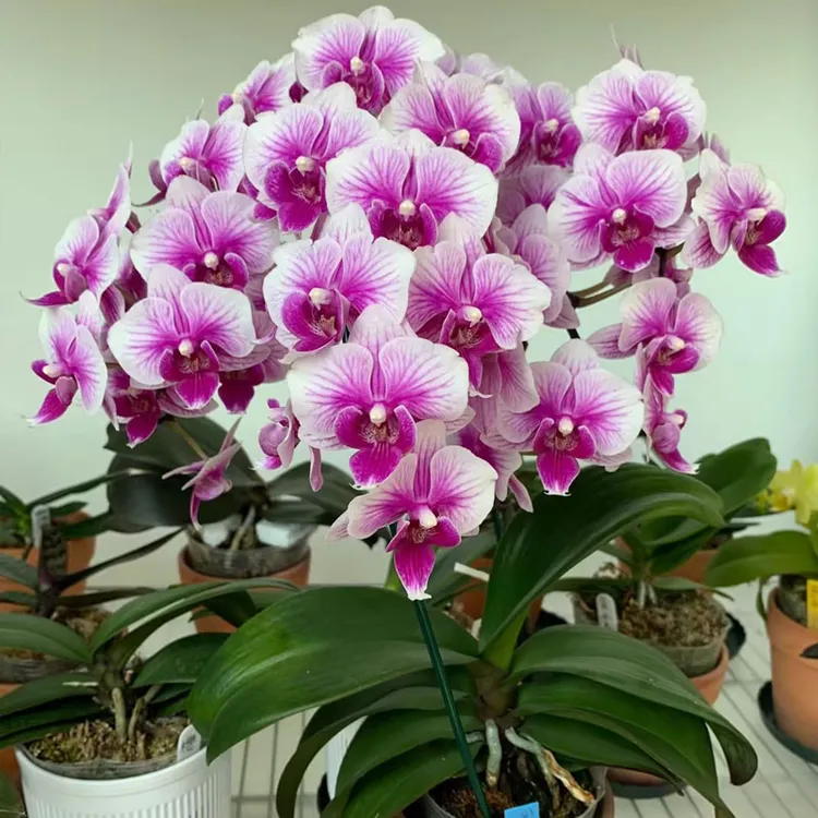 蝴蝶兰可爱多带花剑粉色系型室内盆栽办公室盆栽兰花盆景