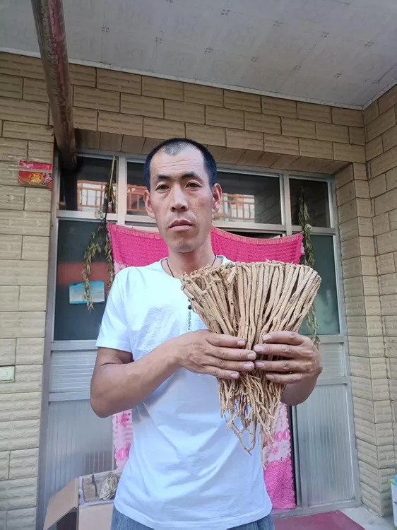 甘肃岷县原产地党参条正品新货滋补食材可用于煲汤