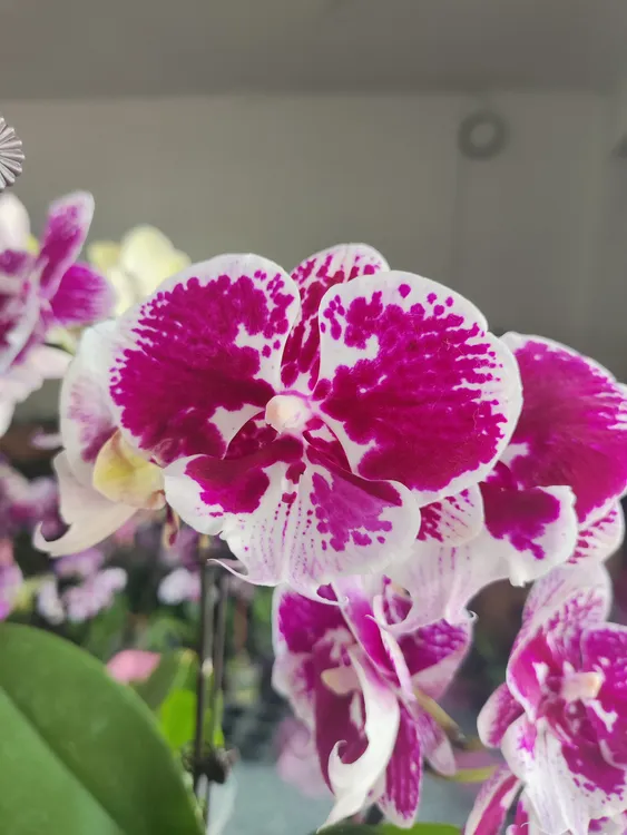 （两颗）直播间一物一拍寸杯蝴蝶兰成品花