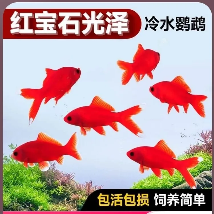 观赏鱼冷水血鹦鹉发财鱼葡萄眼黑眼好养金鱼红金鱼耐活活体蝴蝶鲤