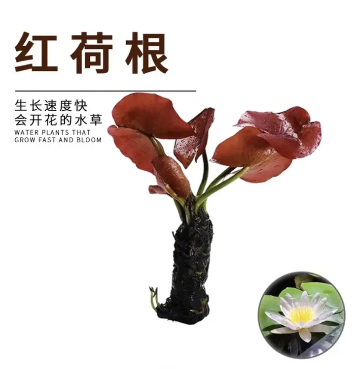 红荷根水草鱼缸造景懒人易养睡莲阴性植物中后景