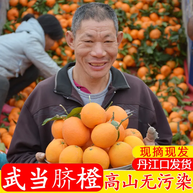 湖北丹江口【脐橙】果冻甜橙子应季新鲜水果榨汁现摘手剥冰糖整箱