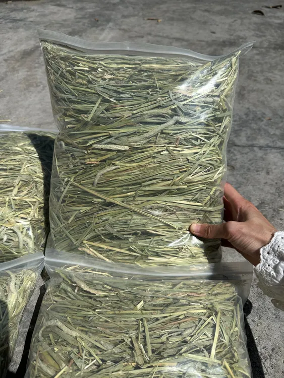 【旧批次特惠】美国进口一番提摩西兔子龙猫豚鼠主草