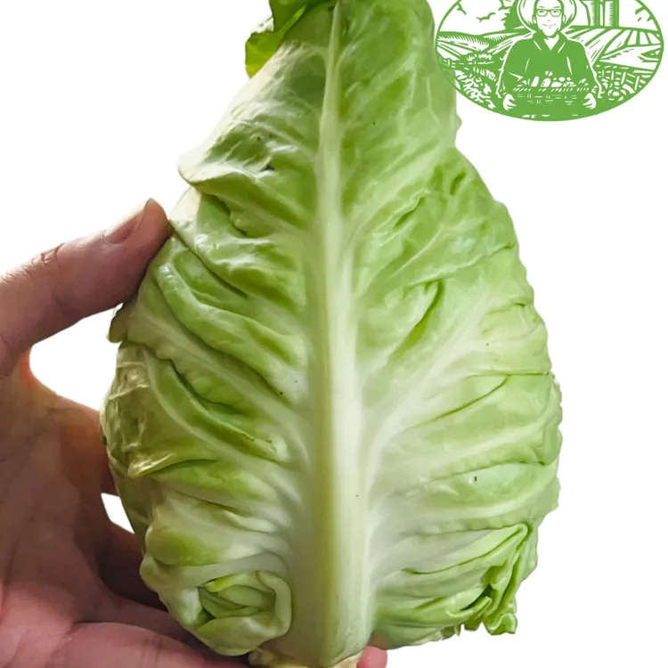 新鲜水果包菜牛心甘蓝生吃嫩脆甜熟吃软糯甜