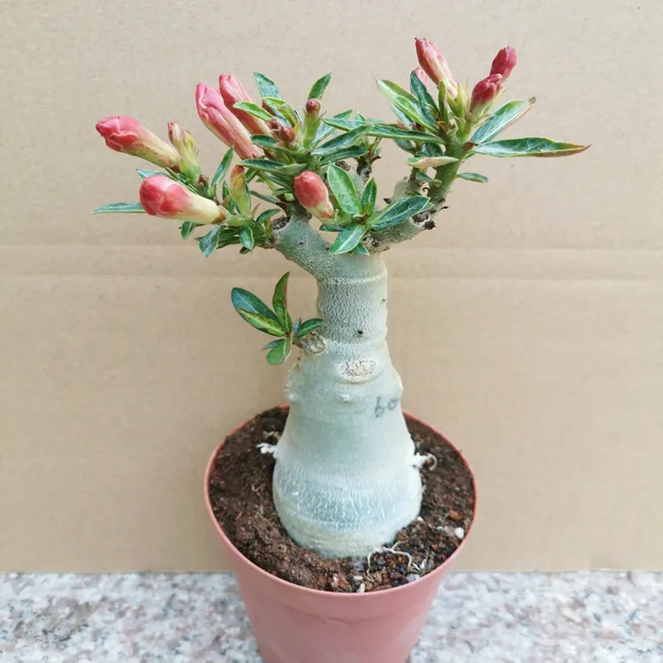 沙漠玫瑰盆栽花苗重瓣带花老桩四季开花不断好养阳台花卉多肉植物