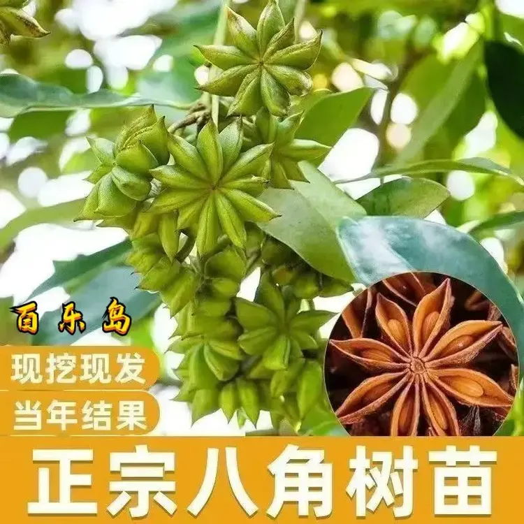 【大红袍八角】矮化盆栽绿植地栽耐寒耐热南北方种w商品图