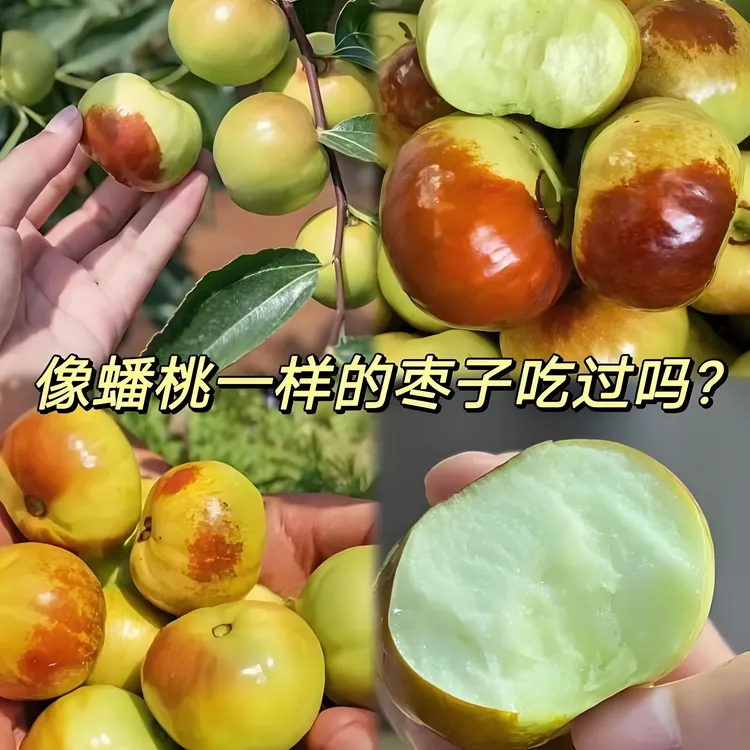 正宗山西蟠枣现摘现发脆甜可口应季新鲜水果枣中天花板