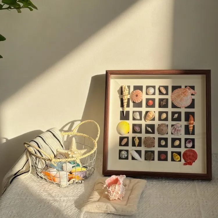 【一物一拍】天然贝壳海螺 收藏寄居蟹鱼缸造景 手工DIY