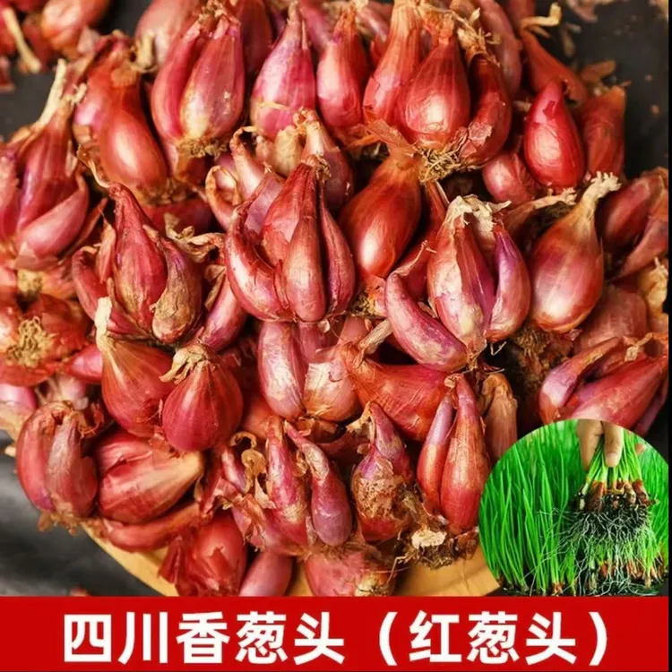 小香葱头火葱头红葱头水培小葱四季阳台盆栽蔬菜带芽香葱头熬油葱