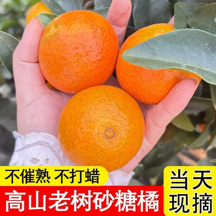 【坏果包赔】金秋沙糖桔沙糖橘无籽沙糖桔四川特产水果新鲜应季水果