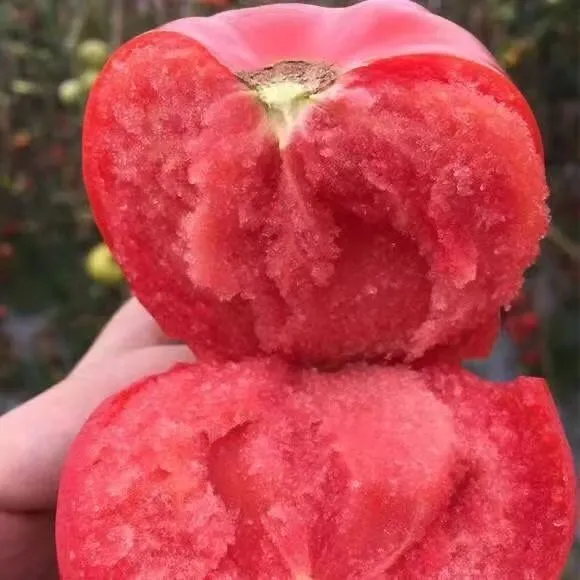 贵州农家露天沙瓤西红柿生吃炒菜煲汤现摘现发