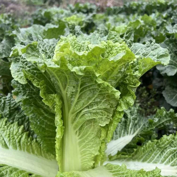 湖北高山露天霜打白菜青口白当季火锅菜
