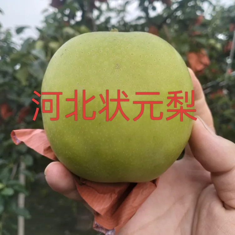 2025年新梨新品种状元梨现摘现发