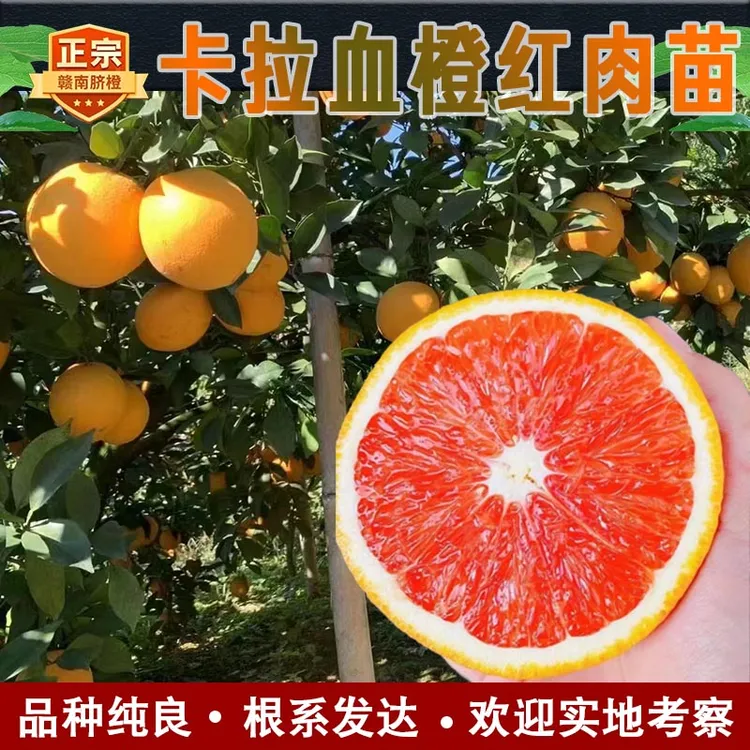 正宗赣南脐橙苗卡拉血橙红肉苗嫁接橙子苗产地发货江西发货果树苗