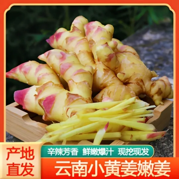 云南现挖红芽嫩姜小黄姜时令应季蔬菜适合腌制泡菜