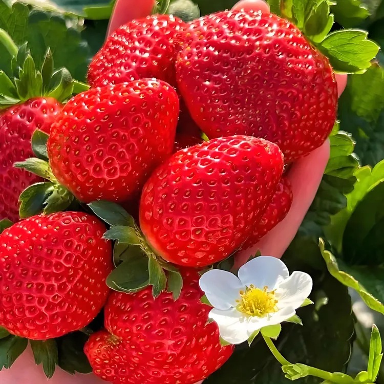 山东头茬香野草莓新鲜草莓味浓现摘现发孕宝专属京东空运