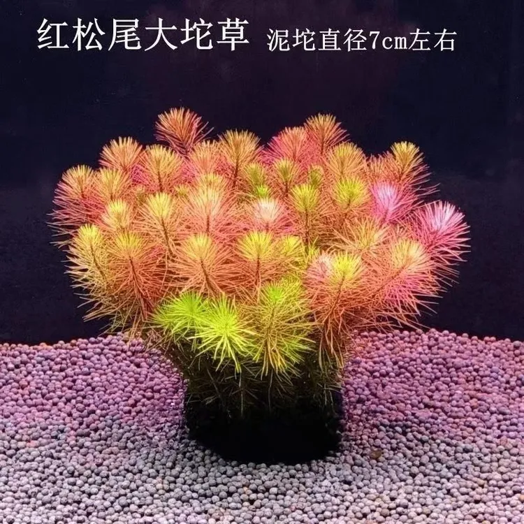 【红松尾坨草】懒人水草适合新手无需种植沉底入缸成景鱼缸水草造景