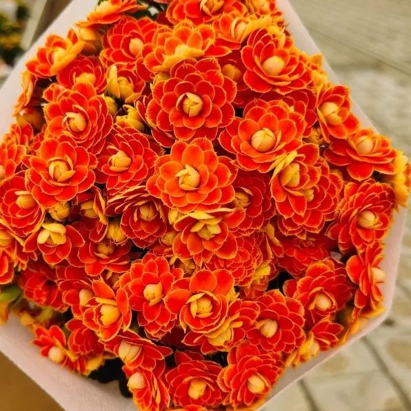 金狐狸  重瓣带花苞 110口径盆