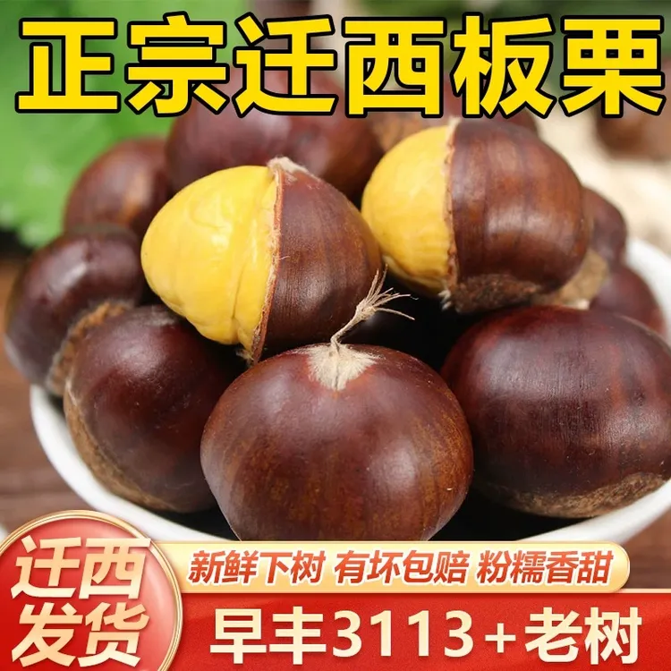 迁西板栗百年老树3113栗子