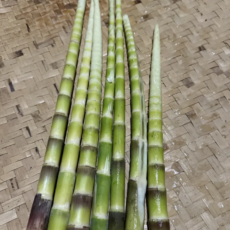 贵州高山、刺竹笋、小竹笋、