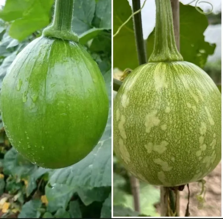 农家自种新鲜嫩小南瓜当季时令蔬菜