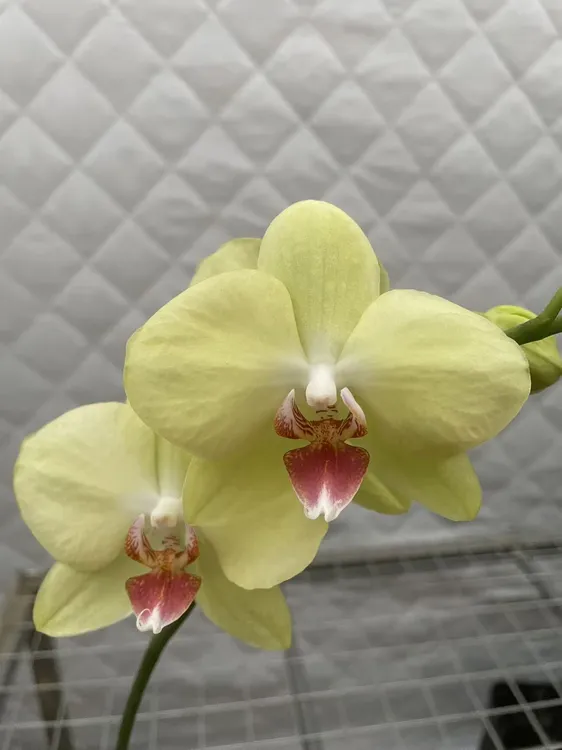 （绿翡翠）蝴蝶兰 室内高端兰花1棵