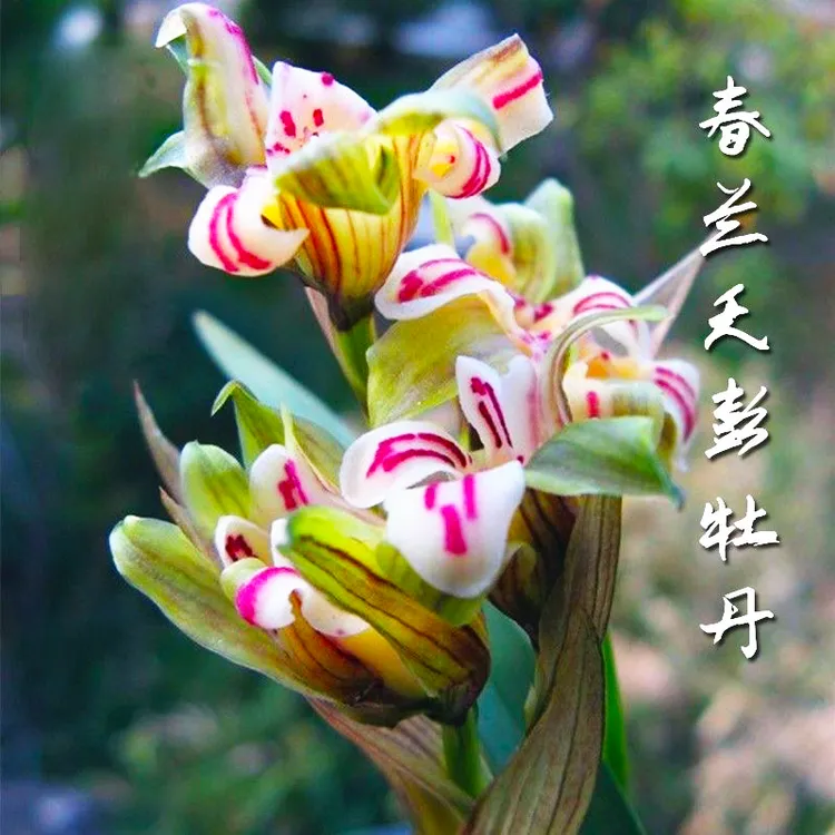 原盆土带花苞兰花苗浓香型春兰天彭牡丹奇花室内花卉绿植盆栽兰草