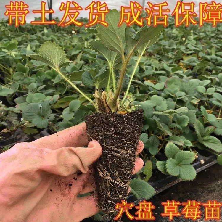 新鲜草莓苗穴盘苗 带营养土 成活率高 盆栽地栽两用