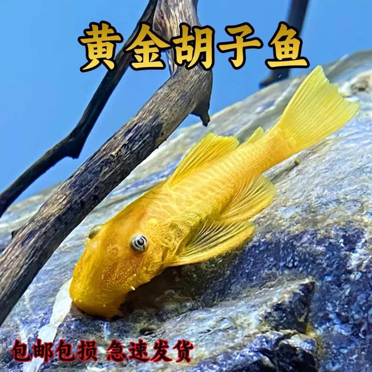 【水族】黄金胡子鱼大帆鱼皇冠直升机小型清道夫擦缸除藻工具鱼