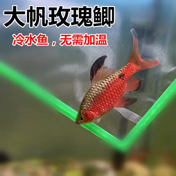 大帆玫瑰鲫 冷水鱼 原生鱼 无需加温 溪流缸造景鱼 小型观赏鱼活
