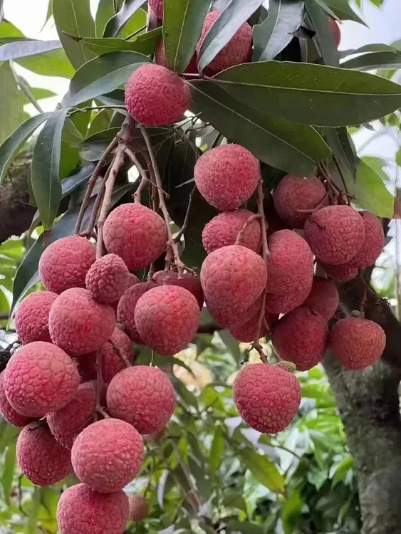 新鲜现摘黑叶荔枝汁多香甜可口应季水果