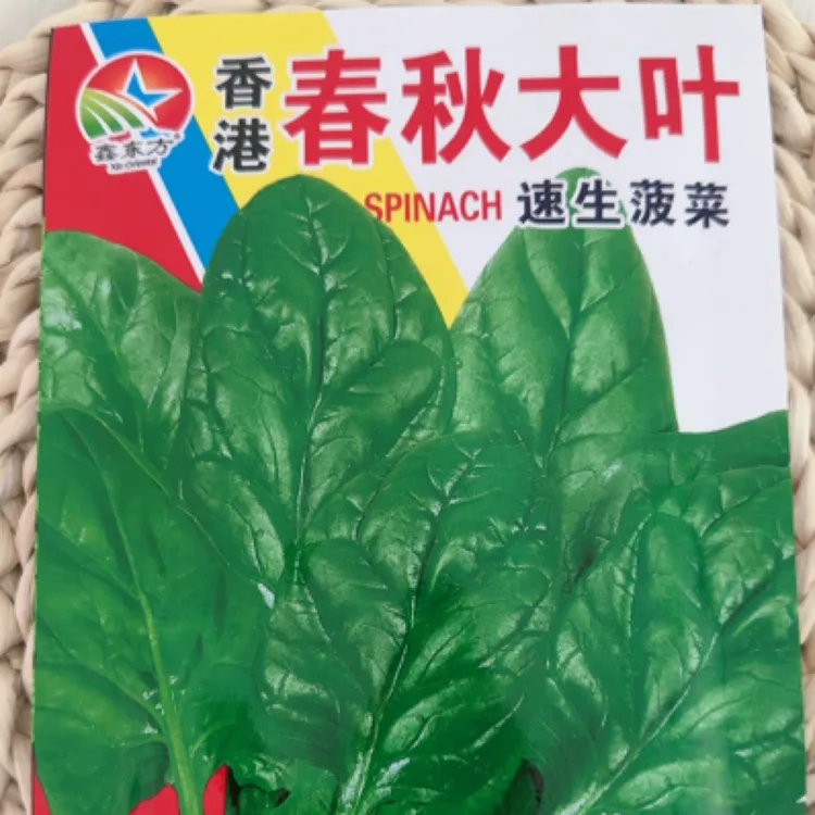 大叶菠菜种子（约20克）新老包装随机发货
