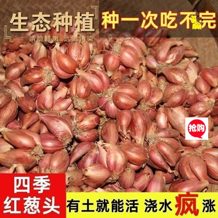 红葱种子种植头四季小葱头商用葱食用农家阳台葱酥新鲜香葱香盆栽