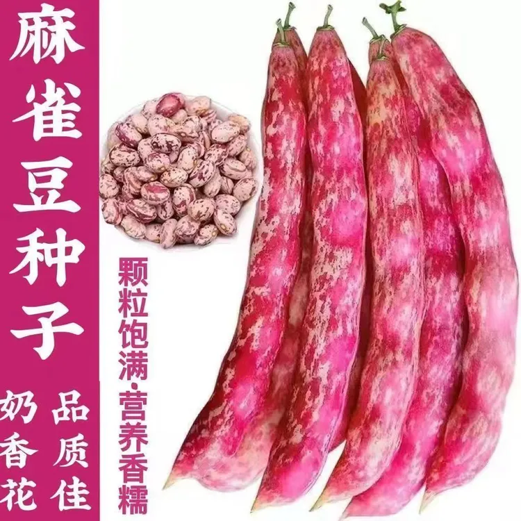 【奶香花家雀蛋豆种子】耐热油豆角种子架豆油豆种子搭架蔬菜种子