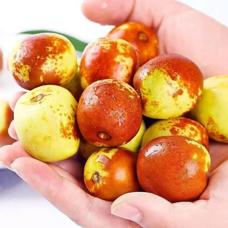 冬枣现摘直发应季新鲜水果脆甜多汁口感脆嫩