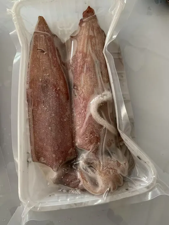 惠来神泉港 本港手钓鱿鱼