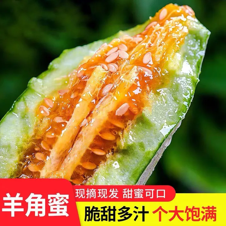 【现摘现发】山东头茬正宗羊角蜜新鲜采摘 甜瓜蜜瓜香瓜3/5斤T商品图