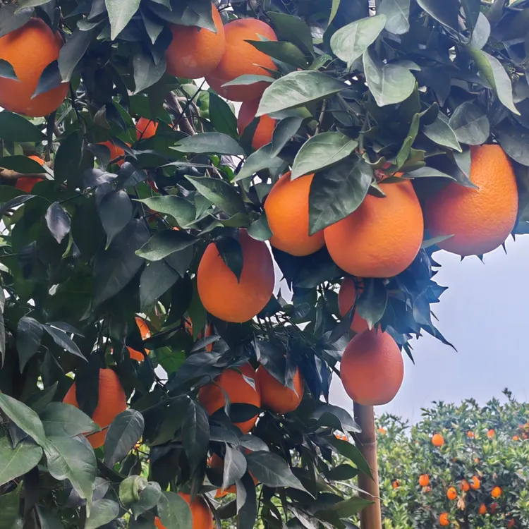 脐橙奉节脐橙新鲜采摘，不打蜡不催熟