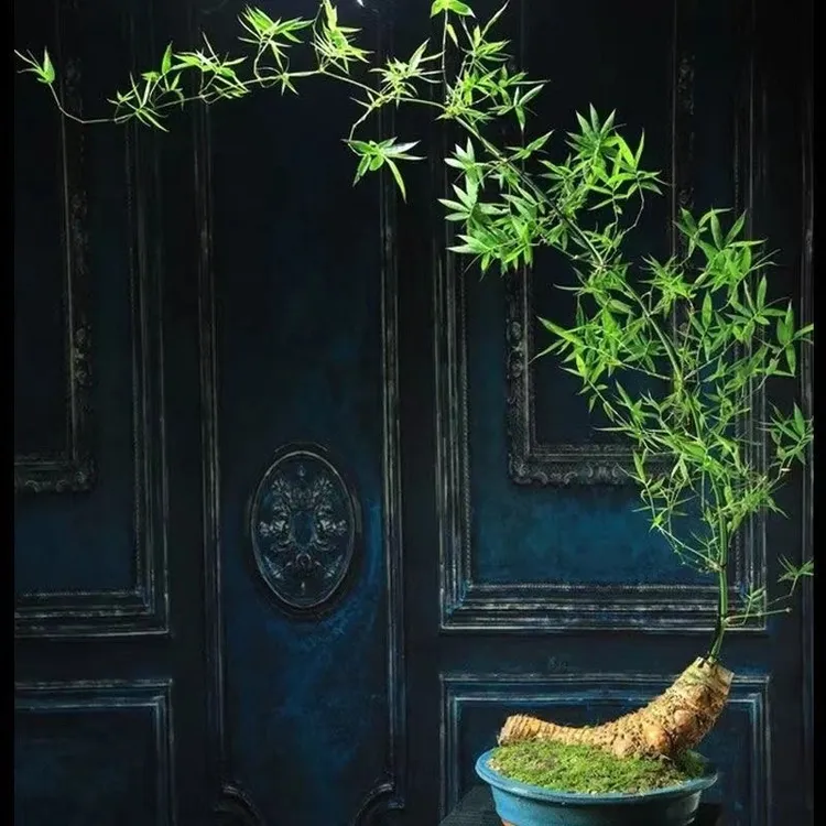 小叶簕竹生桩根苗裸根发货文雅青秀四季常绿禅意观景竹子盆栽盆景