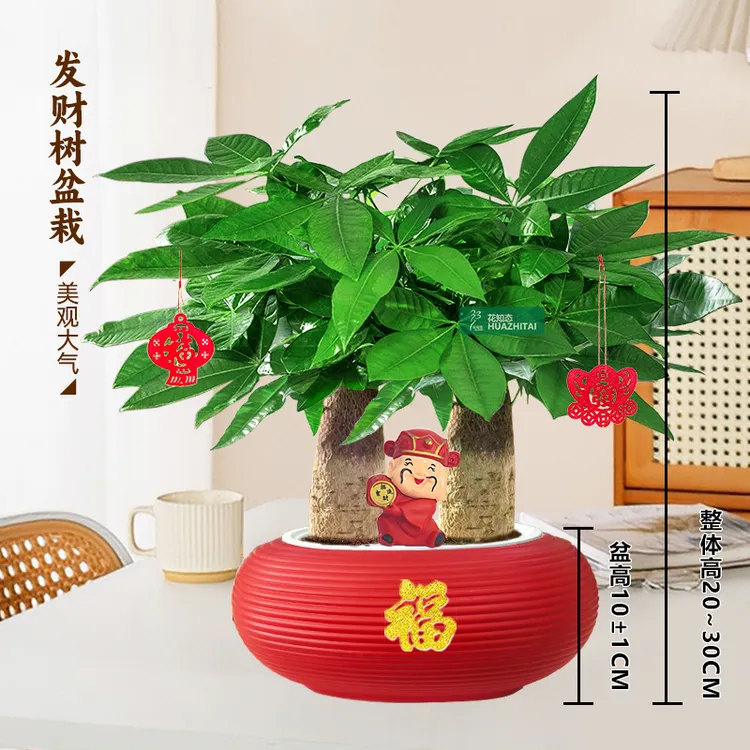 【两杆发财树】桌面绿植盆栽喜庆节日年宵送礼好养耐阴绿植20-30cm