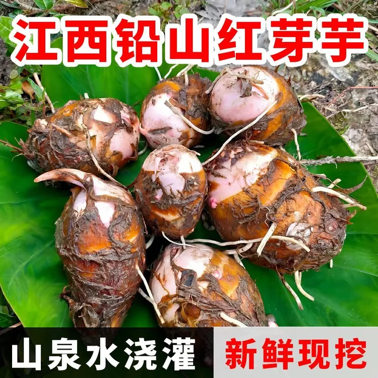 江西铅山农村自种新鲜现挖红芽芋艿软糯香甜小芋头农产品