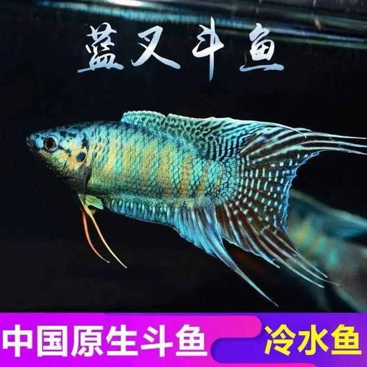 中国斗鱼普叉冷水观赏鱼不用打氧好养活小型淡水鱼