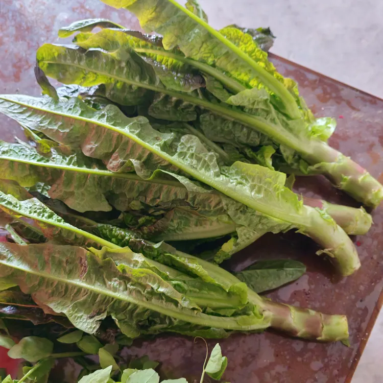 高山露天种植紫叶香莴笋新鲜现摘当季时令蔬菜
