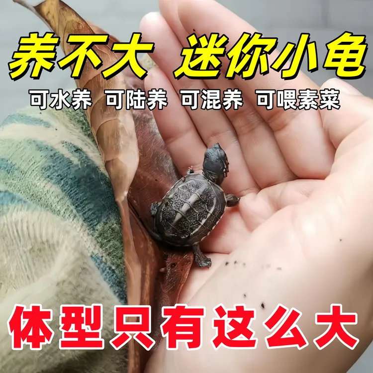 长不大迷你小乌龟养不大的超小黑腹草龟苗乌龟活物宠物龟苗情侣龟