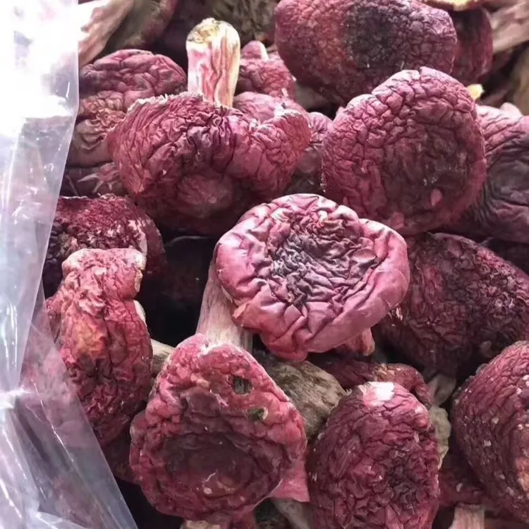 河南产地野生红菇中标菇月子菇健康天然煲汤滋补佳品