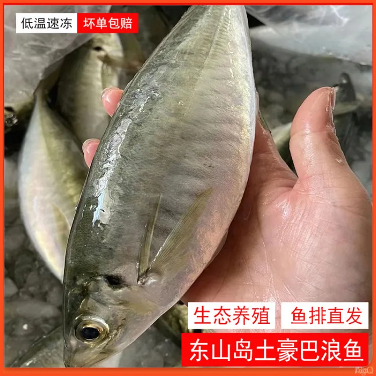 东山岛养殖巴浪鱼土豪大巴浪竹荚鱼新鲜速冻鱼类酒店餐饮用海鲜