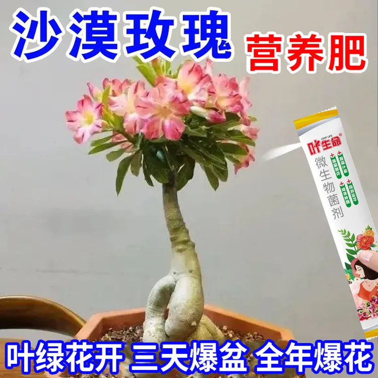 【爆开花】沙漠玫瑰营养菌肥催花苞促开花助生长延长花期专治不开花